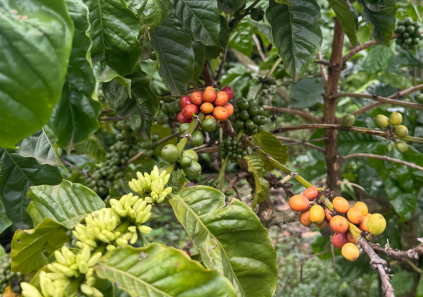 productores café 2025