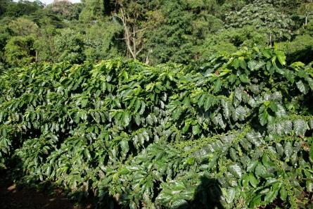 finca café