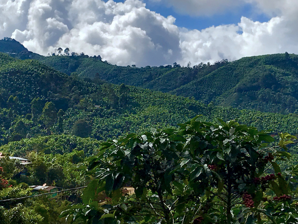 5 Tarrazu Costa Rica  plantaciones de tarrazu.jpg
