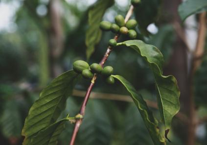 Café y cambio climático