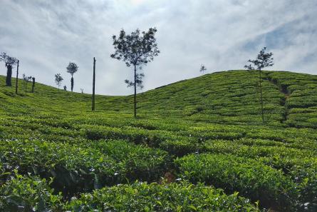 Plantaciones té