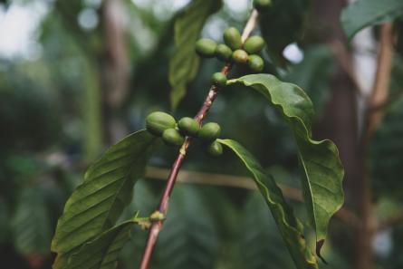 Café y cambio climático