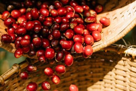 biotecnología y las levaduras están rediseñando el sabor del café