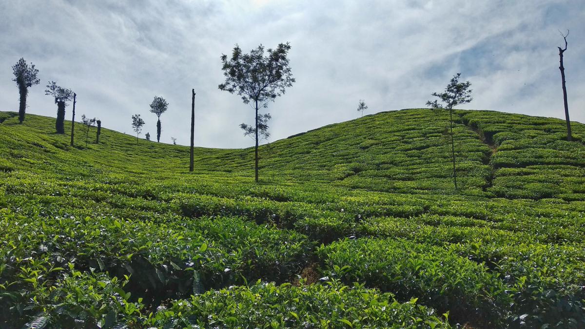 Plantaciones té