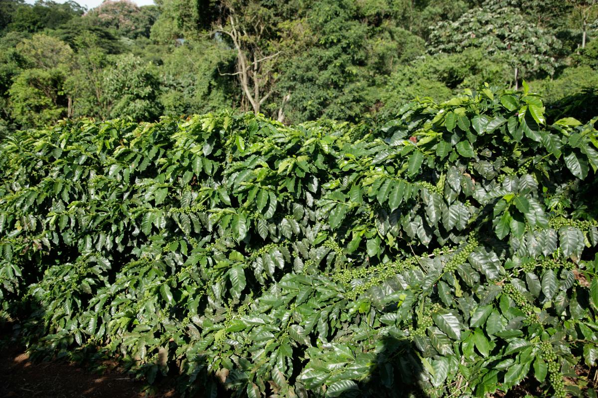 finca café