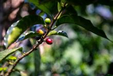 productores café