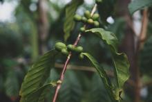 Café y cambio climático